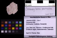 Foto (Objekt + Etiketten) von Decapoda indet. (NHMW-GEO-1990-0041-0305)